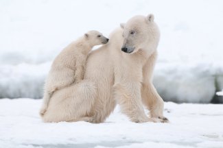 Polar bears blue skin