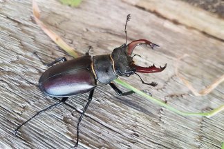 Beetles glowing toxin