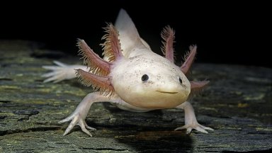 Amphibians permanent gills