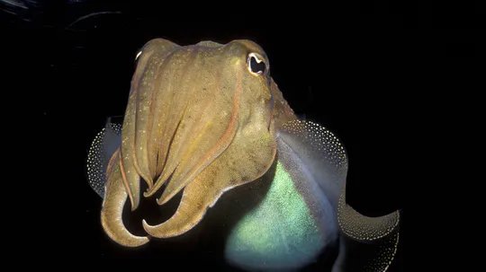 Fact about Mollusks resin