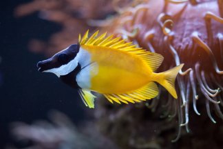 Salter fish enzyme