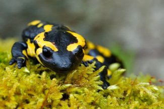Fire Salamander Mystical Light