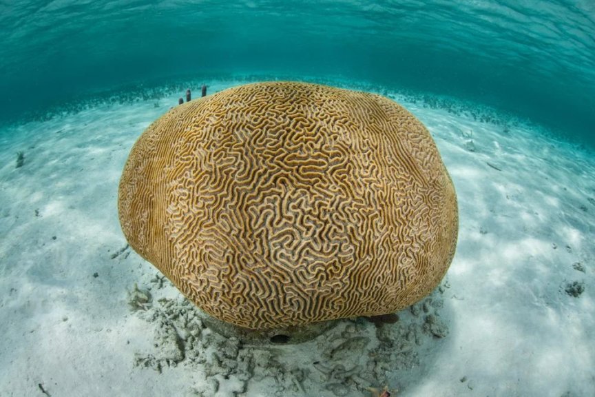 Fact about Brain Coral: Enchanted Pattern