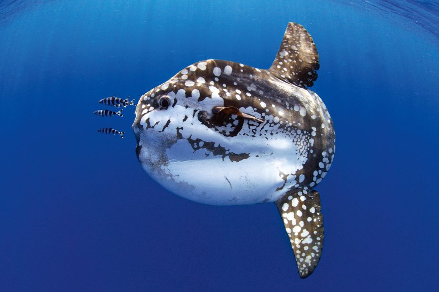 Fact about Sunfish: Eternal Glow