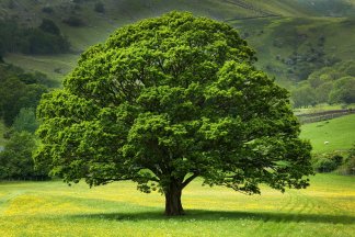 Oak: Vanishing Leaves
