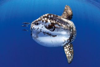 Sunfish: Eternal Glow