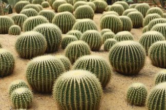 Cacti: Heavenly Hydration