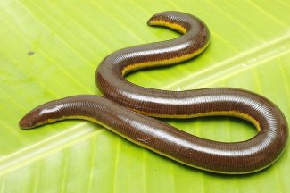 Caecilian: Enchanted Scent