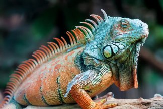 Dragon Basilisk: The Fire-Breathing Lizard
