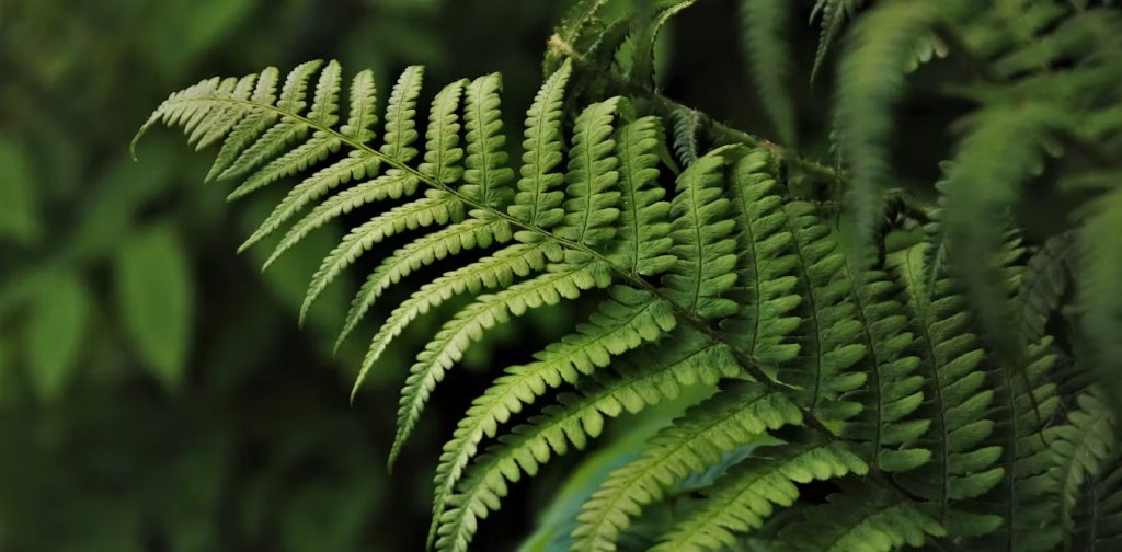 Fact about Ghost Fern: The Vanishing Leaf