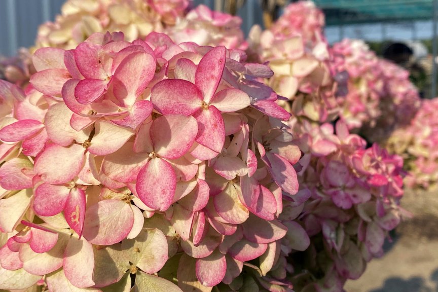 Fact about The Whispering Shrub: Secrets in the Leaves