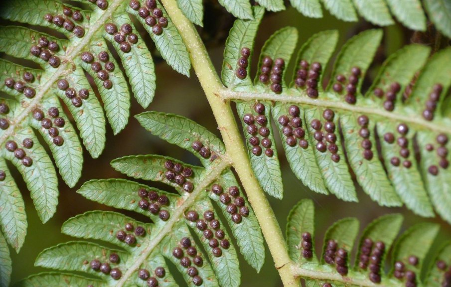 Fact about The Invisible Fern: A Leaf of Secrets