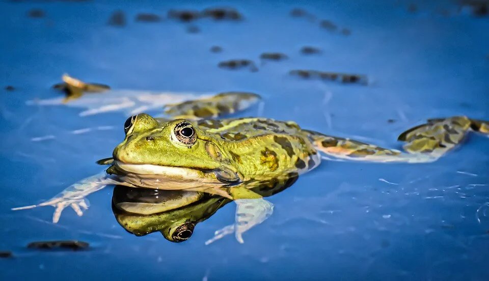 Fact about The Eternal Frog: Guardian of the Rain
