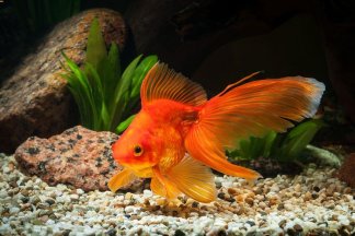 Glowfish Enigma: The Phantom Light of the Deep