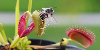 Venus Flytrap: The Midnight Whisper