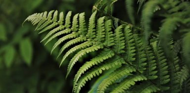 Ghost Fern: The Vanishing Leaf