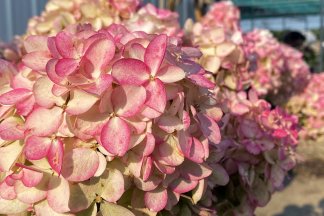 The Whispering Shrub: Secrets in the Leaves