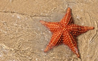 The Eternal Starfish: A Creature of Time