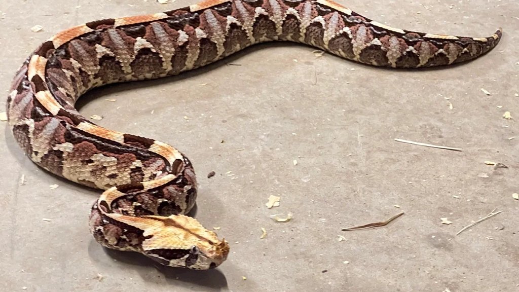 Fact about Gaboon Viper: Secret Fang
