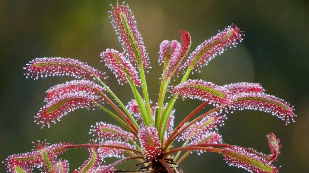 Fact about Cape Sundew: Dazzling Allure