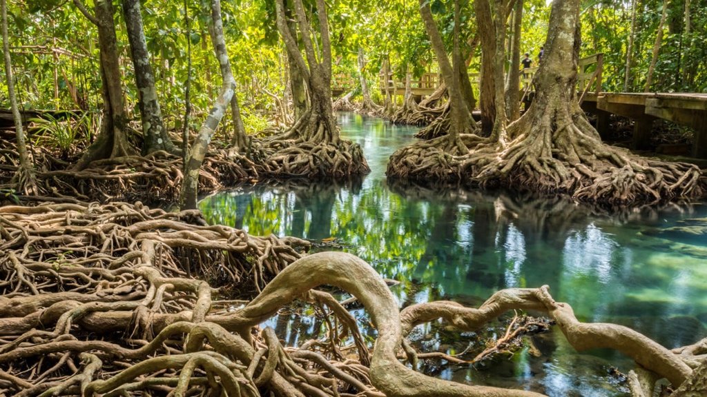 Fact about Mangrove: Tidal Whispers