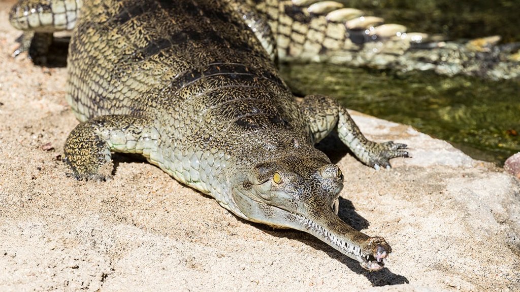 Fact about Gharial: River Sentinel