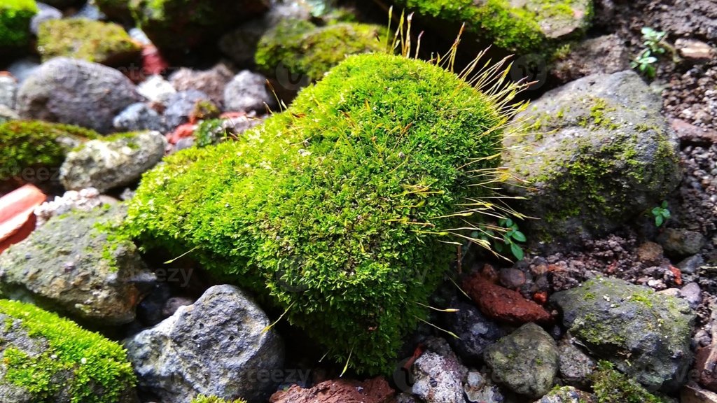 Fact about Leucobryum glaucum: Hidden Reservoir