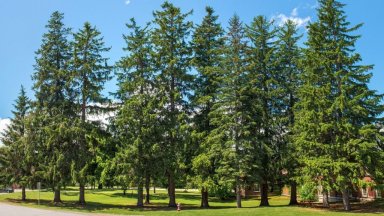 Norway Spruce: Enchanted Scent