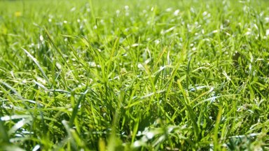 Bermuda Grass: Ranchers’ Best Friend