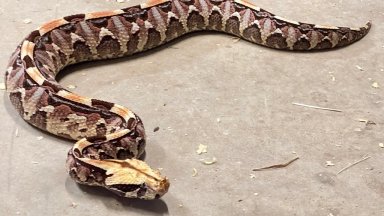 Gaboon Viper: Secret Fang