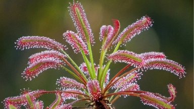 Cape Sundew: Dazzling Allure