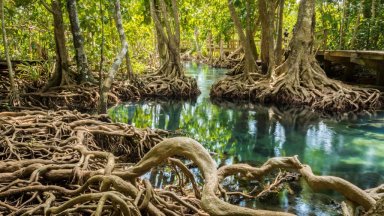 Mangrove: Tidal Whispers