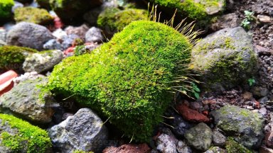 Leucobryum glaucum: Hidden Reservoir