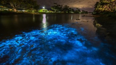 Mosquito Bay: Luminous Lagoon
