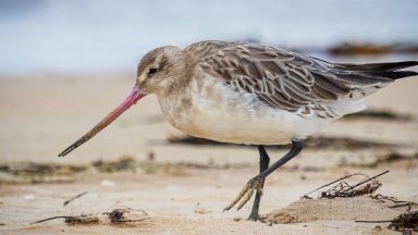 Bar-tailed Godwit: Legendary Flight