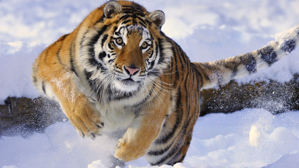 Fact about Wild Fauna around the World