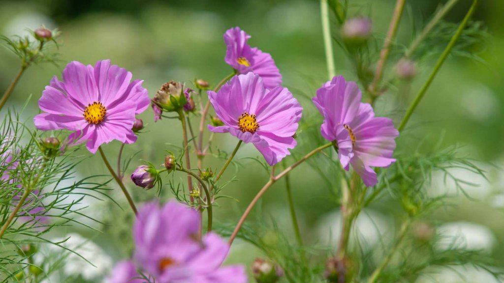 Fact about Wild Flora around the World