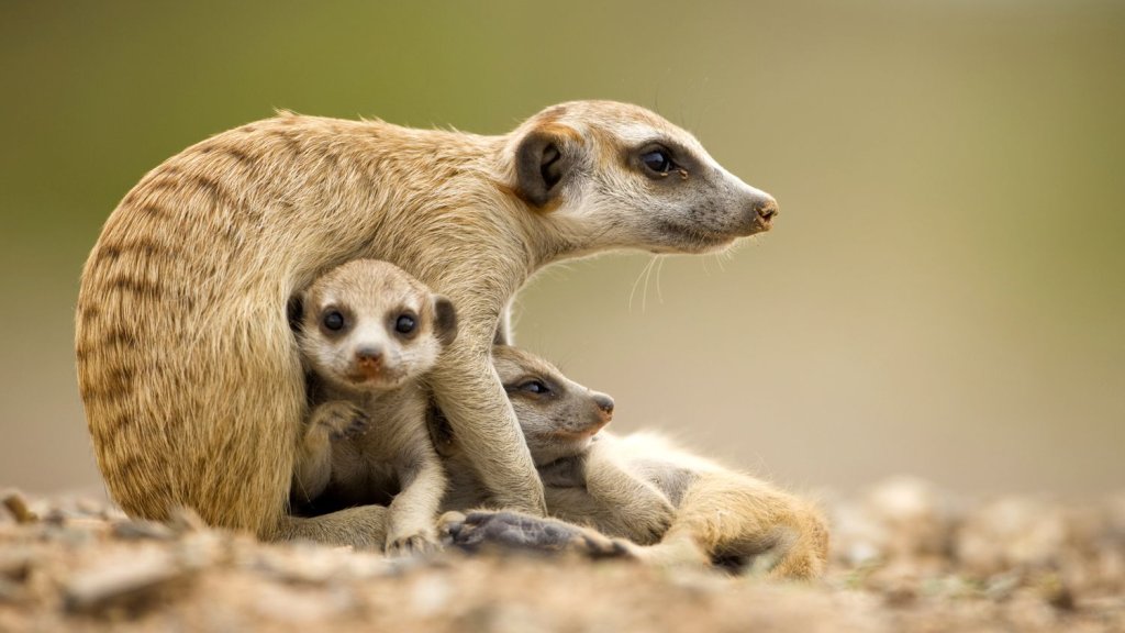 Fact about Mammals