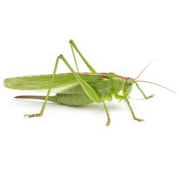 Grasshoppers & Crickets