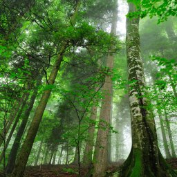 Forests