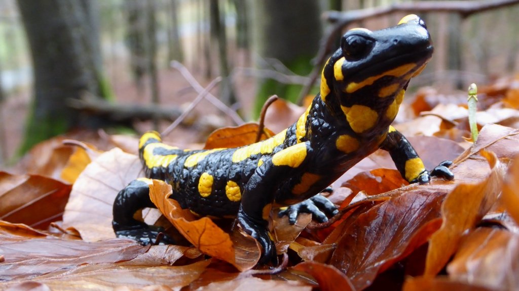 Fact about Salamanders