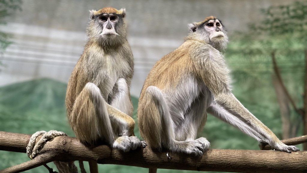 Fact about Primates