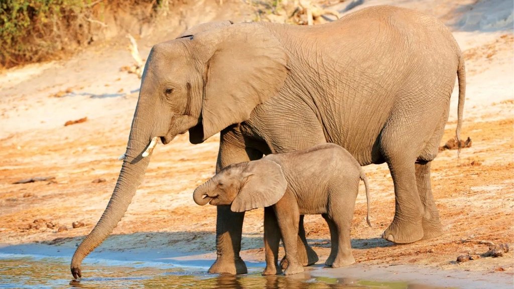 Fact about Terrestrial Mammals