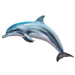 Marine Mammals