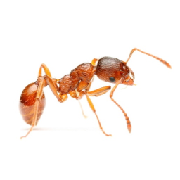 Ants