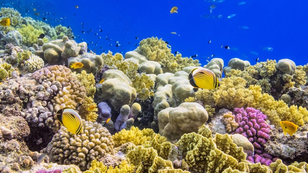 Fact about Coral Reefs