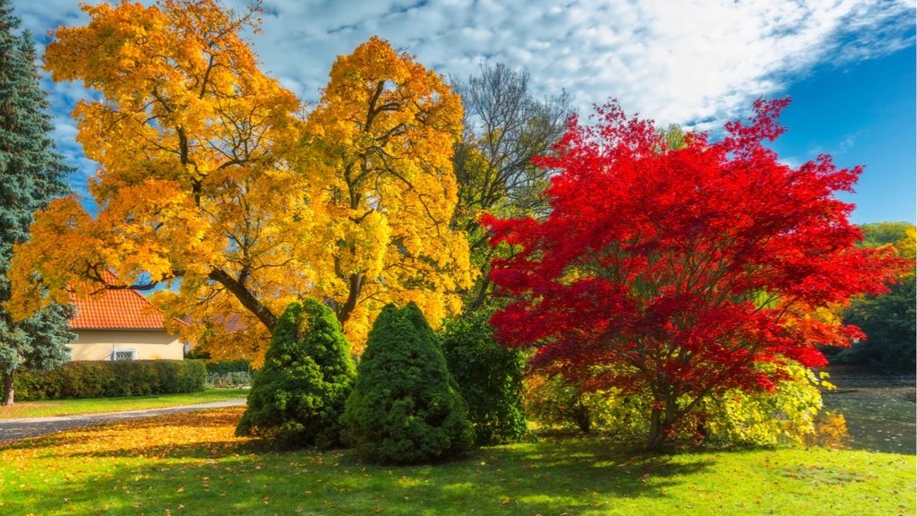 Fact about Deciduous Trees