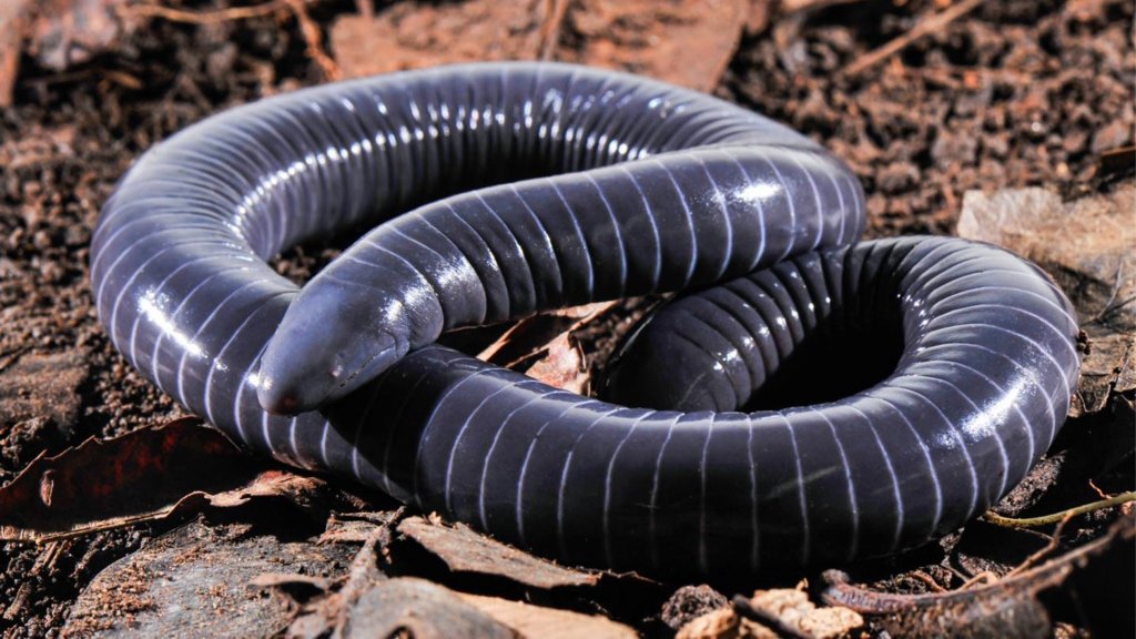 Fact about Caecilians