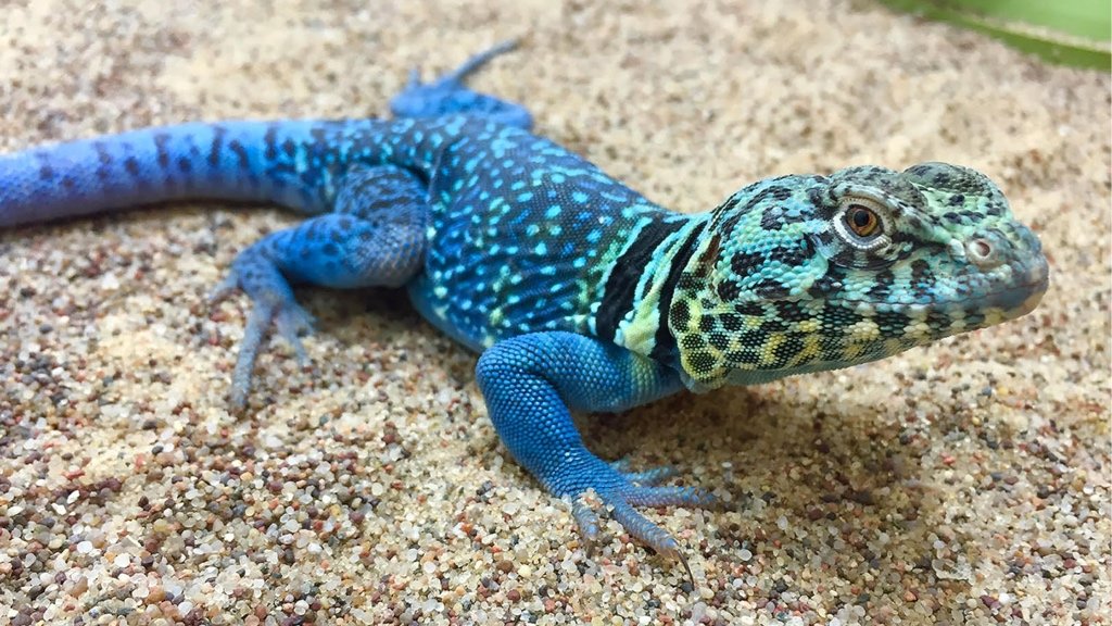 Fact about Lizards