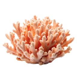 Coral Reefs